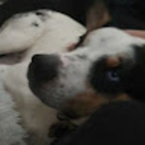 Meet your Posher, Sydney